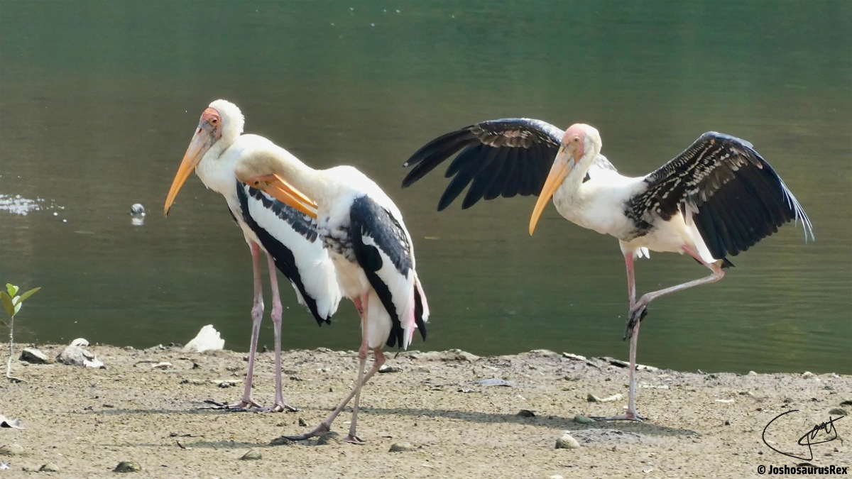 Ciconiidae – Storks