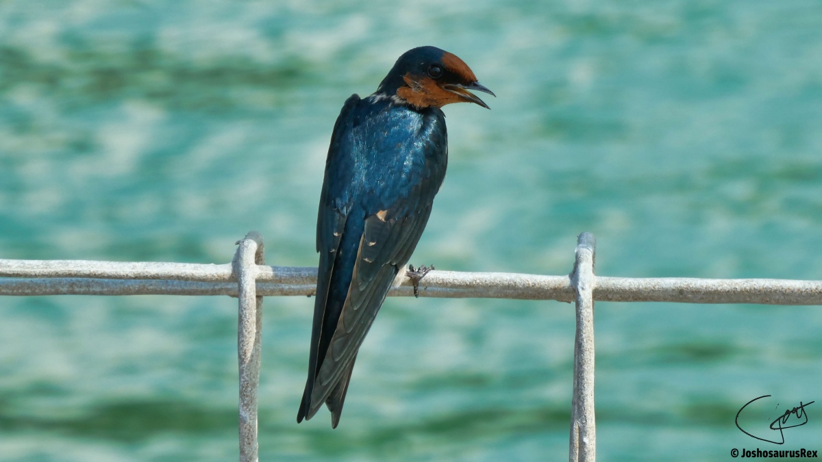 Hirundinidae – Swallows and Martins