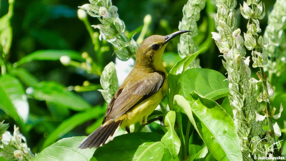 Nectariniidae- Sunbirds