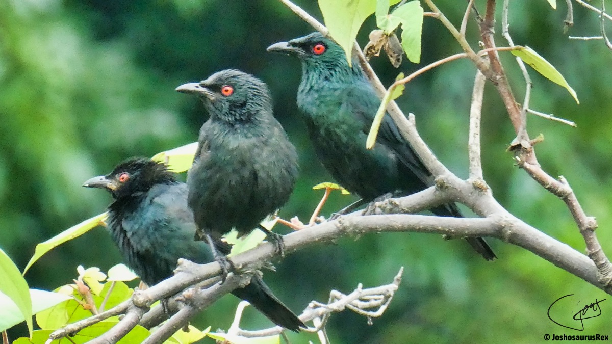 Sturnidae – Starlings