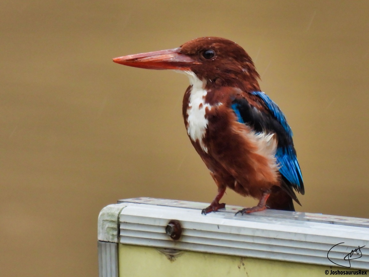 Coraciiformes – Kingfishers
