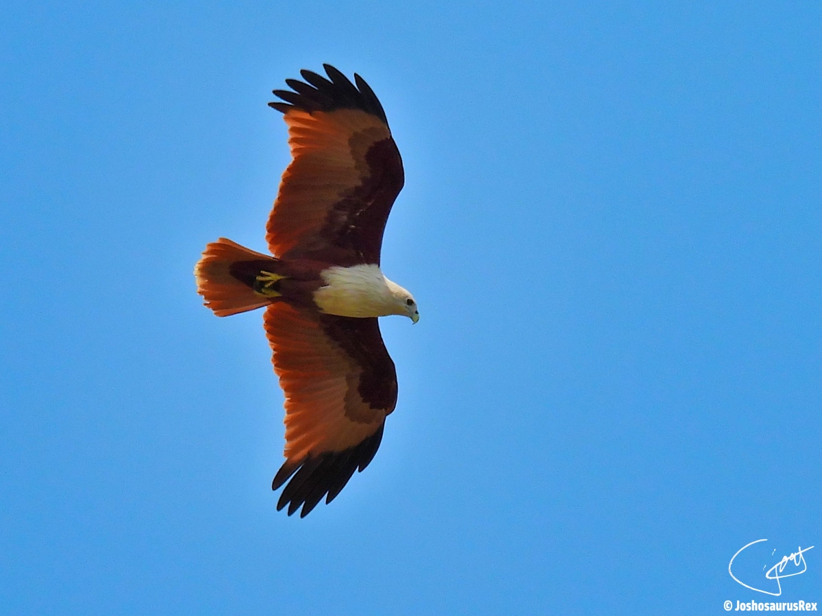 Accipitridae – Hawk and Eagles